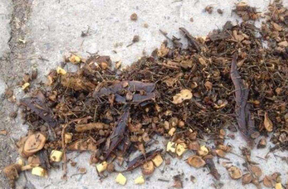 中藥渣、西藥渣、抗生素菌渣等糟渣